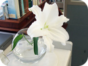 診察室にある百合の花